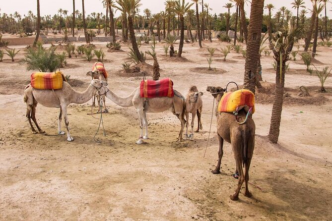 1-hour Private TOP VIP Hot Air Balloon Flight North Marrakech with Breakfast - Key things that make this balloon flight worth your time