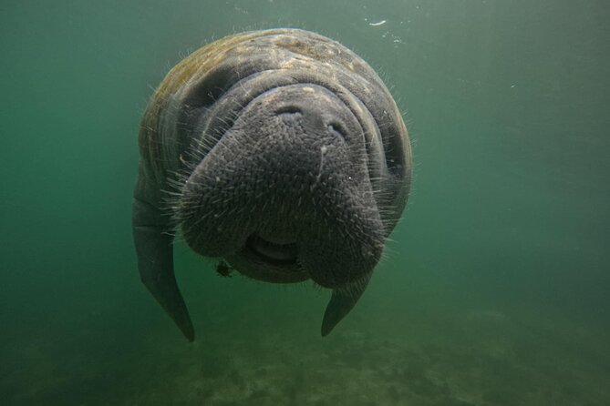 3 Hour Small Group Manatee Swim Heated Boats Free Photos All Inc - Enclosed Heated Boat + Max 6 = Comfort and Better Viewing