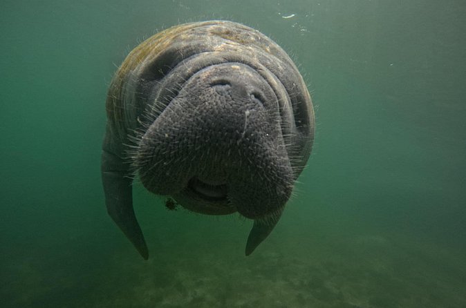 3 Hour Small Group Manatee Swim Heated Boats Free Photos All Inc - Snorkeling Gear, Wetsuits, and Photos Without the Usual Hassle