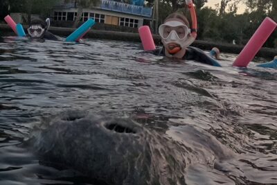 3 Hour Small Group Manatee Swim Heated Boats Free Photos All Inc - The 3-Hour Flow: From Pete’s Pier to Your Swim Time