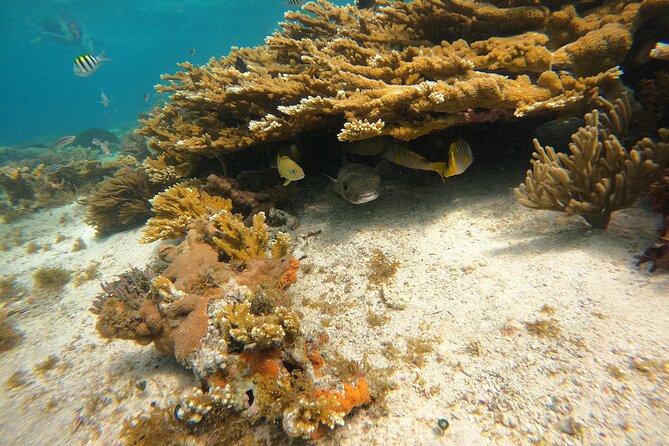 3 Hours VIP Semiprivate Tour Isla Mujeres Full Snorkeling Experience - VIP Semi-Private Snorkeling on Isla Mujeres: What This Actually Feels Like