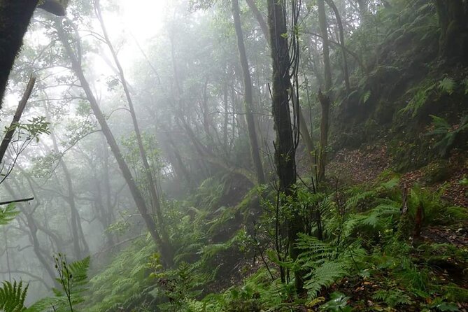 ANAGA: VIP tour: Forests, Peaks and Sea. - Key things to know before you go