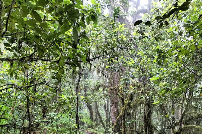 ANAGA: VIP tour: Forests, Peaks and Sea. - Timing, Duration, and How the Day Flows