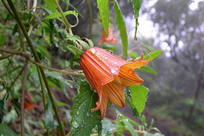 ANAGA: VIP tour: Forests, Peaks and Sea. - Price and Value: Is $112.38 per Person Worth It?