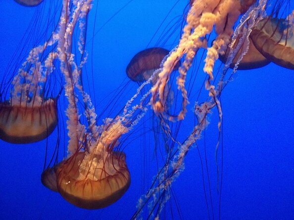 Aquarium of the Bay VIP Experience - Key points to know before you go