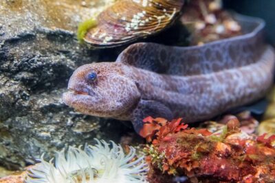 Aquarium of the Bay VIP Experience - The VIP itinerary: one stop, but a well-paced hour and change