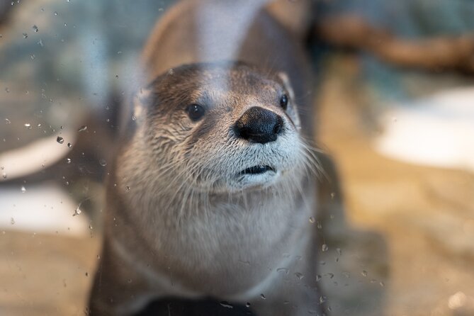 Aquarium of the Bay VIP Experience - Tour length and pacing: great for highlights, not for full wandering