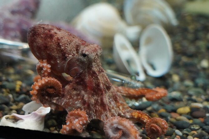 Aquarium of the Bay VIP Experience - Who this VIP is best for