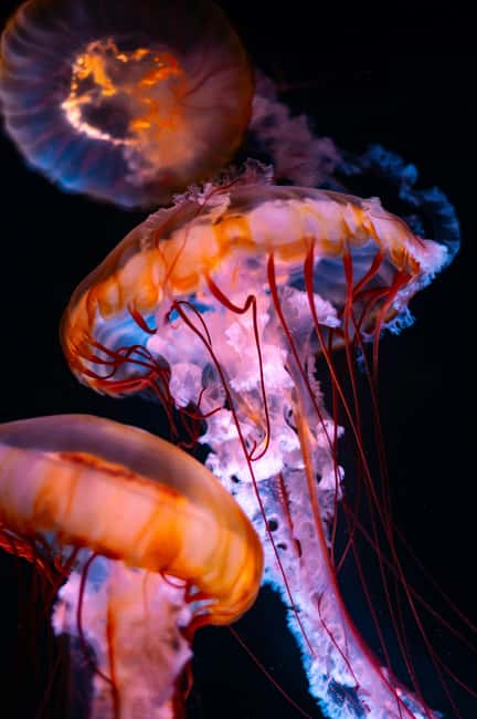 Aquarium & StanleyPark+20 Gem Spots+City/Vip Car+Small Group - Why this tour design works in Vancouver