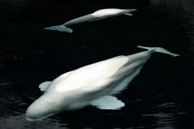 Aquarium & StanleyPark+20 Gem Spots+City/Vip Car+Small Group - Getting picked up and getting your bearings fast