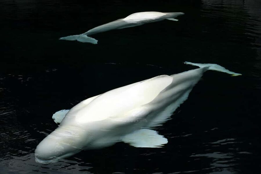 Aquarium & StanleyPark+20 Gem Spots+City/Vip Car+Small Group - Getting picked up and getting your bearings fast