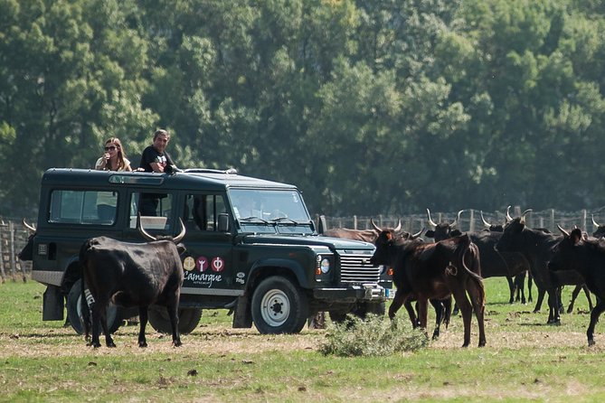 Camargue 4x4 Safari VIP Tour - Key Highlights You’ll Care About