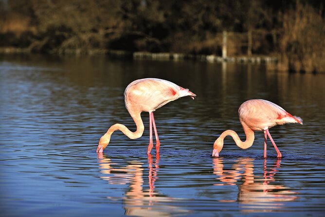 Camargue 4x4 Safari VIP Tour - Should You Book the Camargue 4x4 Safari VIP Tour?