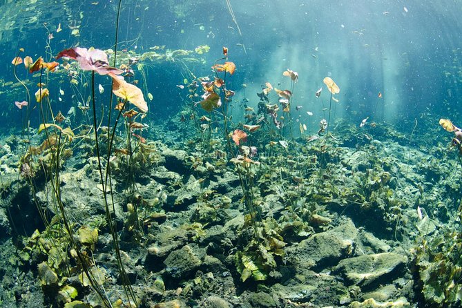 Cenotes Taak Bi Ha & Nicte Ha – VIP Snorkeling Private Tour - Cenote Taak Bi Ha: cave river snorkeling and photo-friendly stalactites