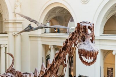 Chicago: Field Museum of Natural History Ticket or VIP Tour - Picking Your Ticket: Basic Entry vs Discovery vs All-Access vs Early VIP