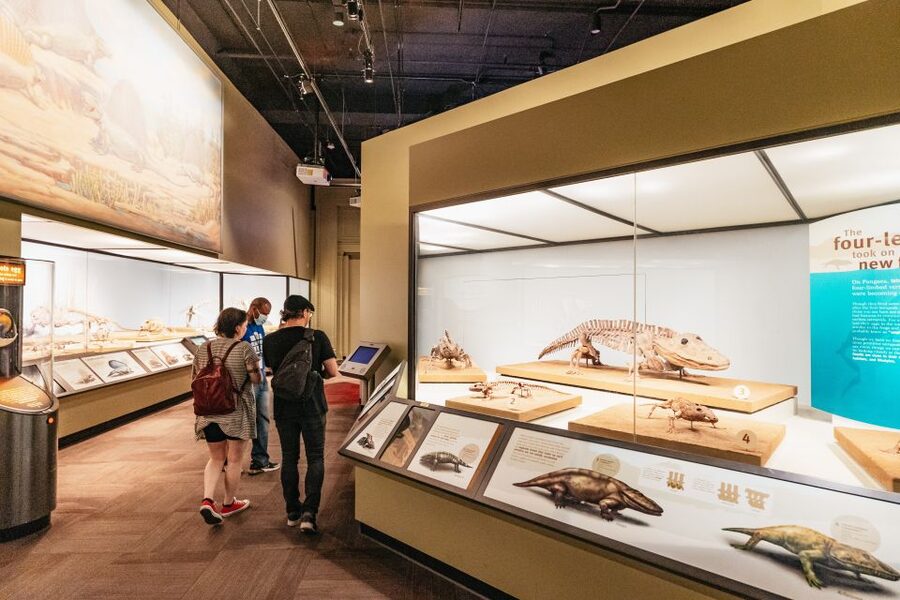 Chicago: Field Museum of Natural History Ticket or VIP Tour - Entering the Museum: Skip-the-Line With a QR Code