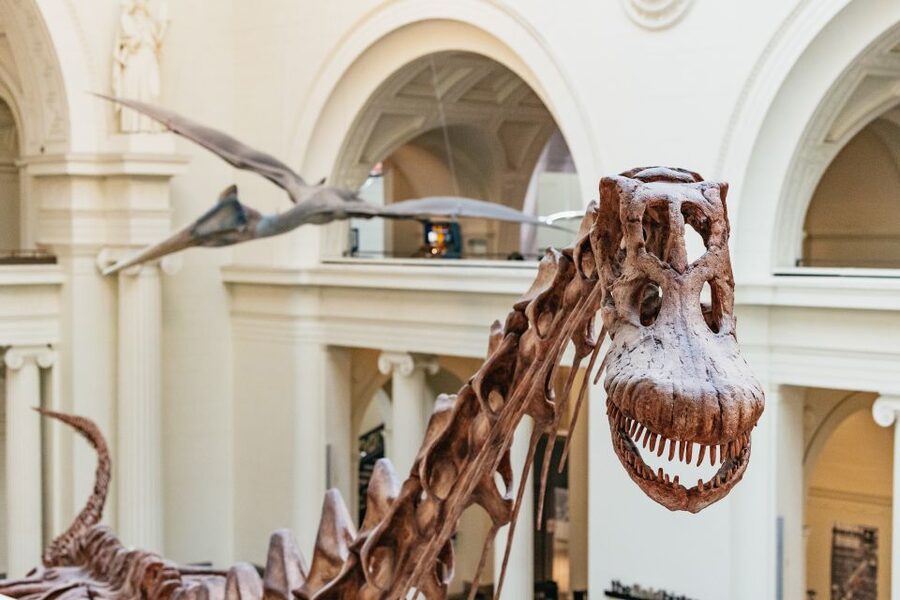 Chicago: Field Museum of Natural History Ticket or VIP Tour - Picking Your Ticket: Basic Entry vs Discovery vs All-Access vs Early VIP