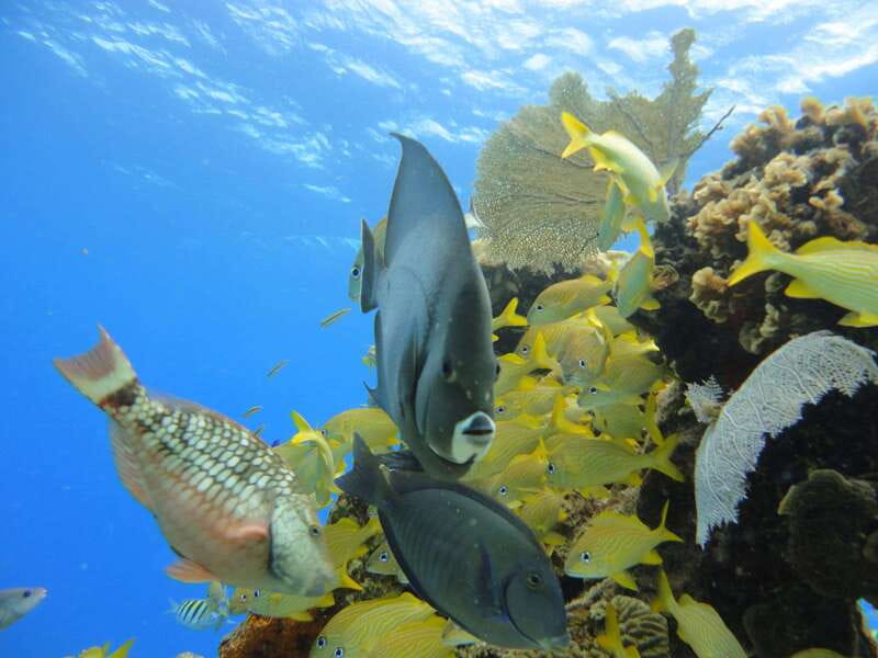 Cozumel: VIP Glass Bottom Boat & Snorkeling 3 Reefs Tour - Safety, pacing, and how the crew handles mixed abilities
