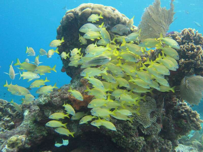 Cozumel: VIP Glass Bottom Boat & Snorkeling 3 Reefs Tour - What to bring (and what will make it easier)