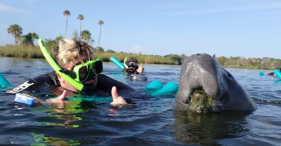 Crystal River: VIP Manatee Swim w/ In-water Photographer - Key points that matter before you go