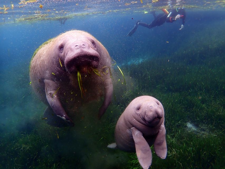 Crystal River: VIP Manatee Swim w/ In-water Photographer - Price and value: is $119 for 3 hours worth it