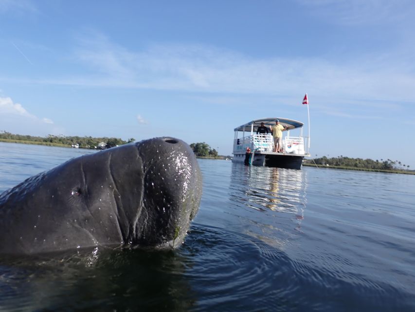 Crystal River: VIP Manatee Swim w/ In-water Photographer - Crystal River manatees in King’s Bay: what makes this swim special