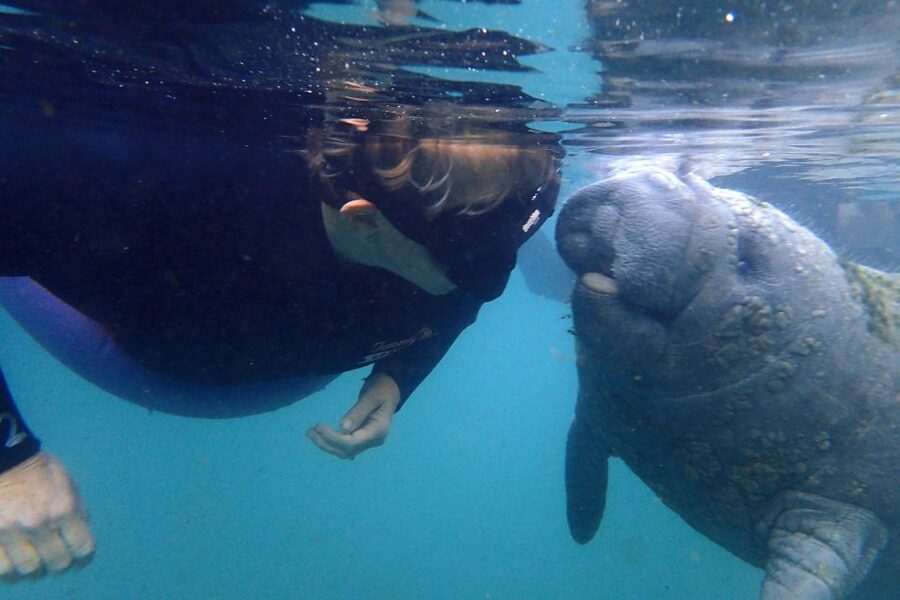 Crystal River: VIP Manatee Swim w/ In-water Photographer - The classroom-style briefing: how passive interaction is taught