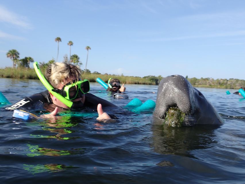 Crystal River: VIP Manatee Swim w/ In-water Photographer - Spotting manatees in winter: how timing affects your odds