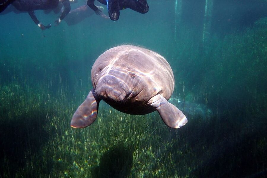 Crystal River: VIP Manatee Swim w/ In-water Photographer - The photo tradeoff: what’s included, what’s not, and how to get the shots you want