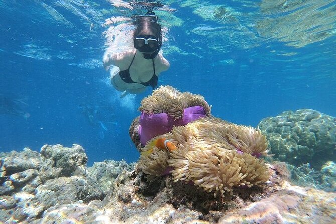 Diving And Snorkeling To Ras Mohamed And White Island By VIP Boat - White Island sandbar: shallow water, walking breaks, and beach time