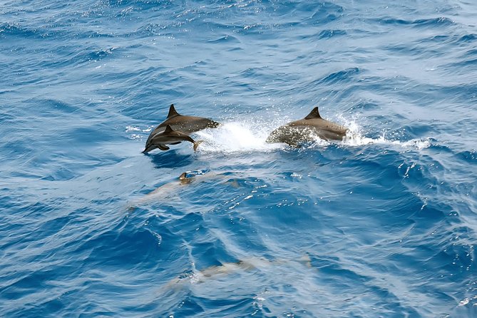Dolphin House Royal VIP Special Day Snorkeling Sea Trip With Lunch - Hurghada - Hurghada Marina To the Dolphin House: how the day unfolds