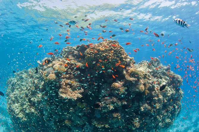 Dolphin House Royal VIP Special Day Snorkeling Sea Trip With Lunch - Hurghada - Price, fees, and whether $16 is the real total