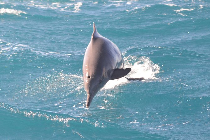 Dolphin House Royal VIP Special Day Snorkeling Sea Trip With Lunch - Hurghada - Who this VIP snorkeling day is best for