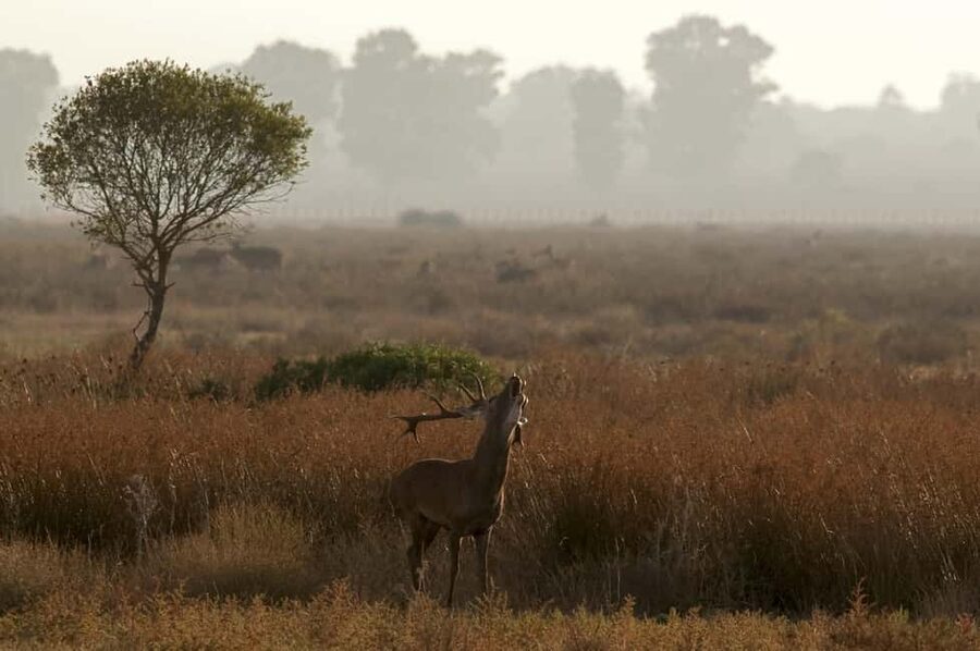 Doñana: 4x4 Excursion and Exclusive Access to Coto del Rey - Why Coto del Rey access is the whole point