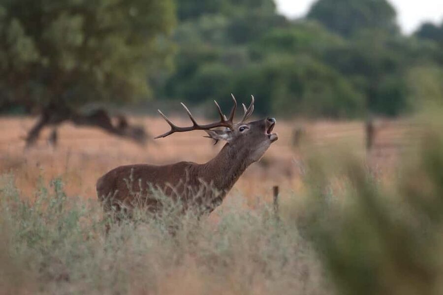 Doñana: 4x4 Excursion and Exclusive Access to Coto del Rey - The 20-minute hop-on hop-off pause (and why it matters)