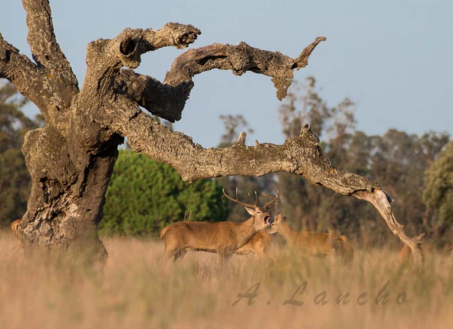 Doñana: 4x4 Excursion and Exclusive Access to Coto del Rey - Terrain, timing, and why weather affects what you experience