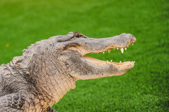 Everglades VIP Airboat Tour with Transportation Included - Everglades Holiday Park: Your Launch Pad for the River of Grass