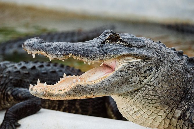 Everglades VIP Airboat Tour with Transportation Included - How the Guide Changes What You Notice