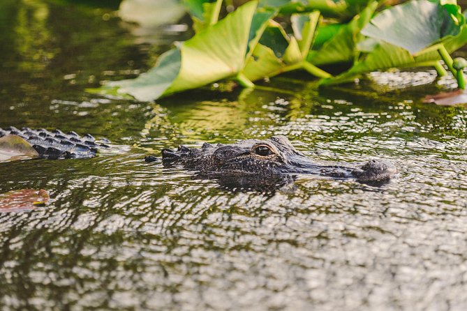 Everglades VIP Airboat Tour with Transportation Included - What About the Alligator Show?