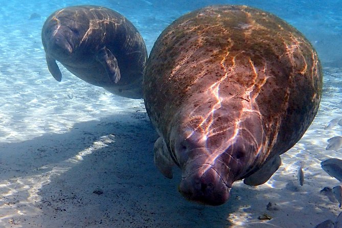 Exclusive Small Group VIP Heated Manatee Snorkel Tour - River Ventures Check-In: Classroom Basics, Then Real Coaching