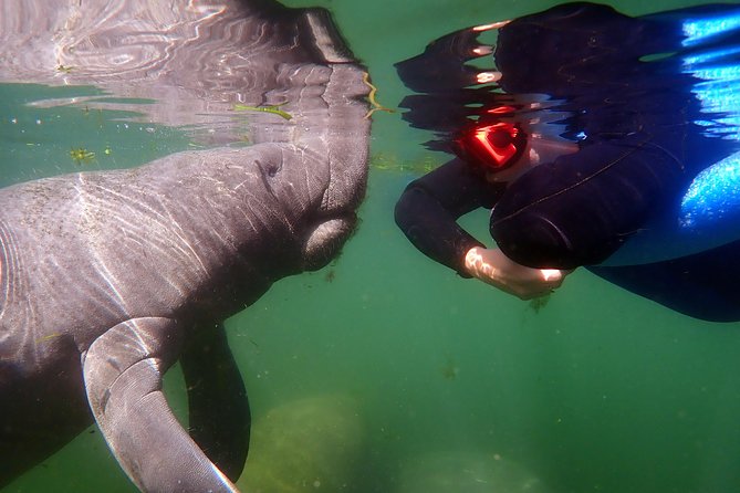 Exclusive Small Group VIP Heated Manatee Snorkel Tour - Your Gear and Wetsuit Comfort: What’s Included and What to Bring