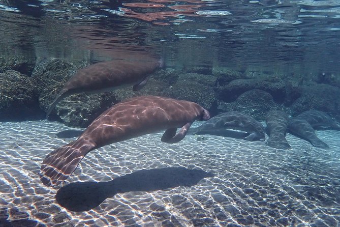 Exclusive Small Group VIP Heated Manatee Snorkel Tour - How the Captain and Guide Work Together (And Why It Shows)