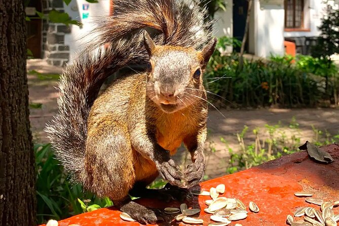 Frida Kahlo VIP-Walk, Market and Churros Museum Tickets Included - Stop 3: Jardín Centenario and the Two Coyotes Statue
