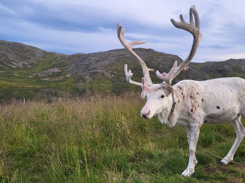 From Honningsvåg: VIP North Cape and Kingcrab Tour - Sámi Camp Highlights: Seasonal Reindeer and Cultural Learning
