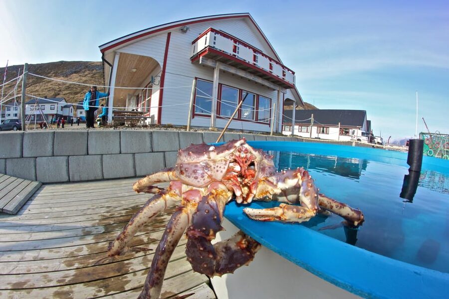 From Honningsvåg: VIP North Cape and Kingcrab Tour - Fishing Village Stop: Fish Factory Views and Real Seafood Samples
