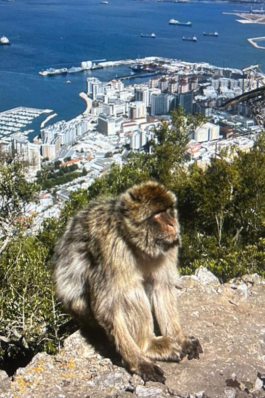 From Marbella/Estepona: VIP Gibraltar Tour Monkeys + Nature Reserve + Shopping - Cable car closed for maintenance: your Plan B for Skywalk, tunnels, and monkeys