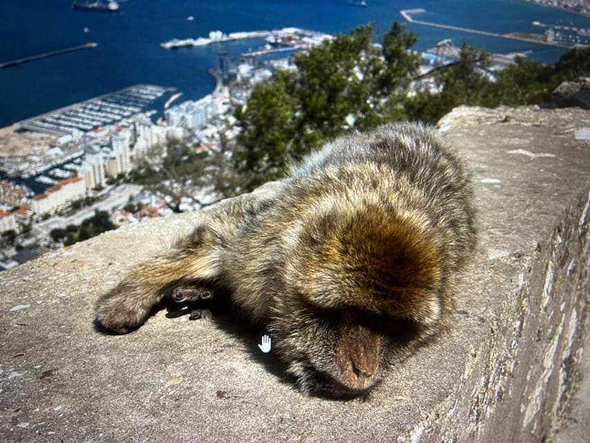 From Marbella/Estepona: VIP Gibraltar Tour Monkeys + Nature Reserve + Shopping - Gibraltar city center and tax-free shopping: where the day pays off