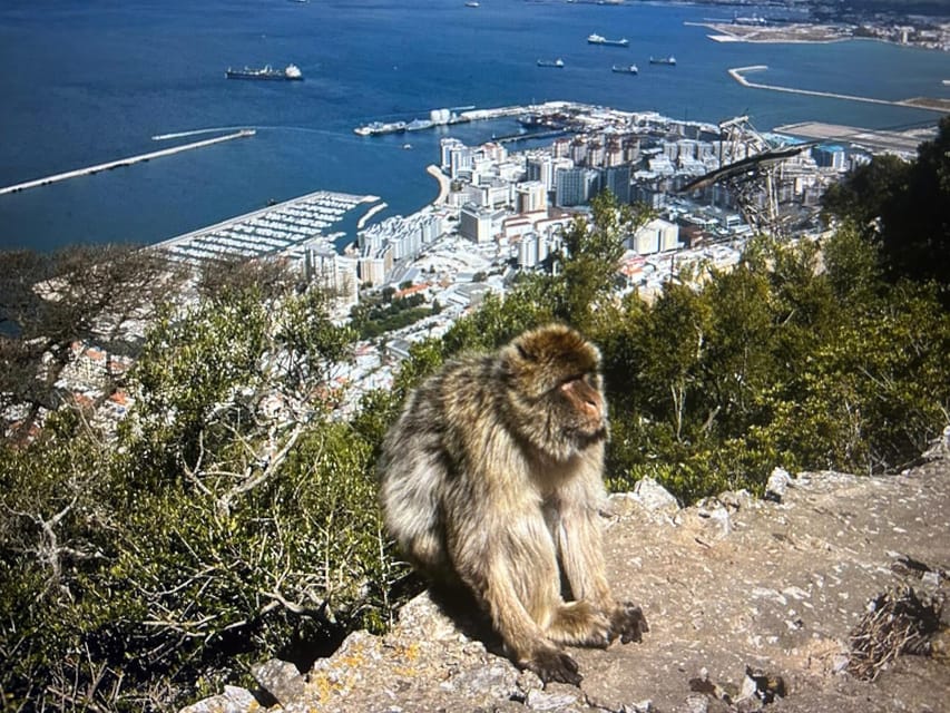 From Marbella/Estepona: VIP Gibraltar Tour Monkeys + Nature Reserve + Shopping - The guide experience: how Torsten keeps the day smooth