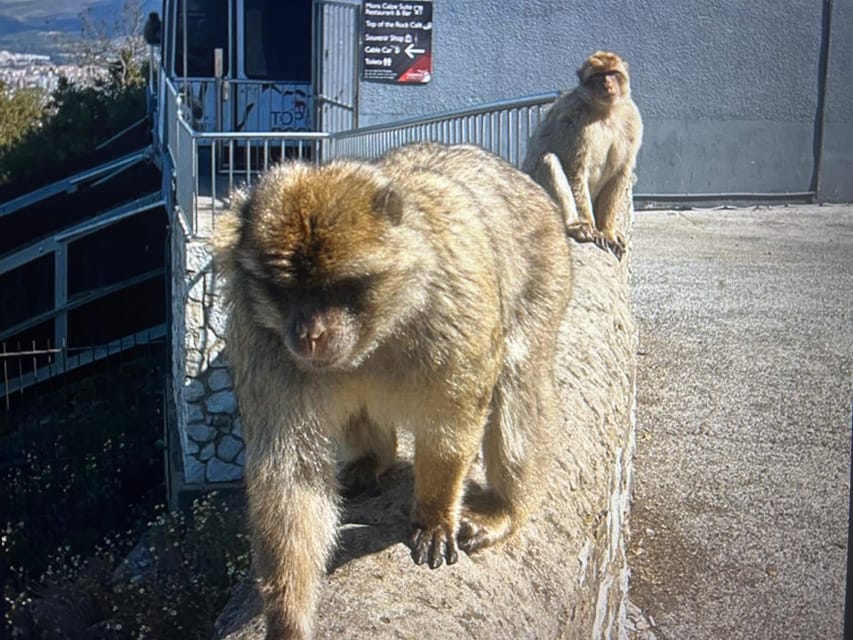 From Marbella/Estepona: VIP Gibraltar Tour Monkeys + Nature Reserve + Shopping - Price and value: is $317 per person a good deal?