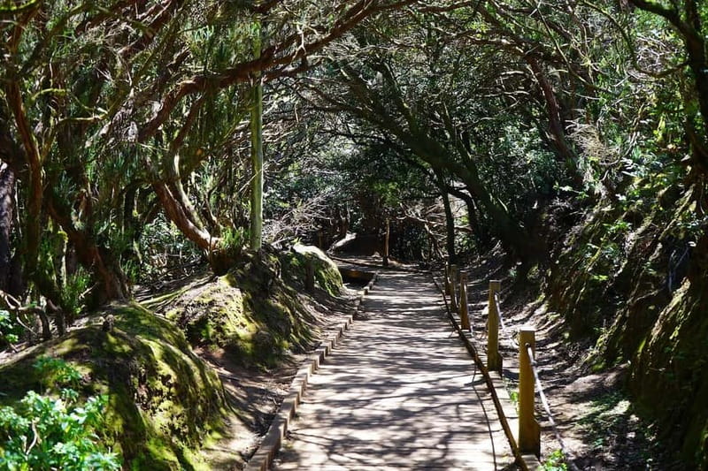 From Puerto de La Cruz: VIP Tour Around Anaga and La Laguna - Roques, dikes, ravines, and the cloud blanket you can almost touch